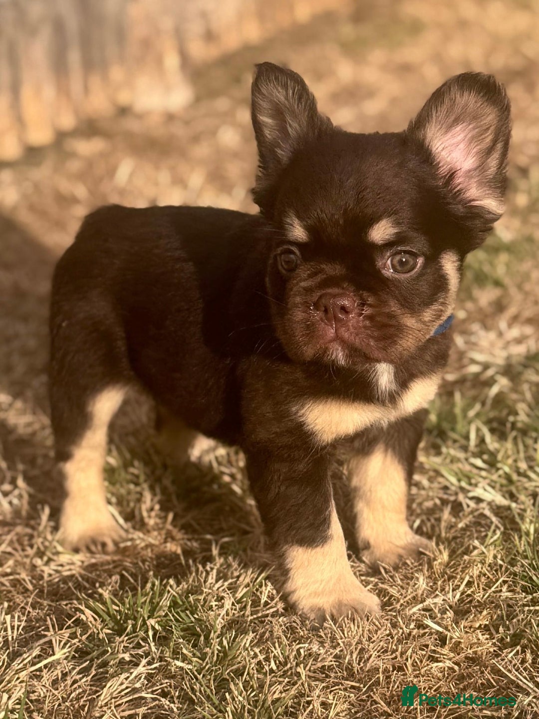 French Bulldog dogs for sale: Beautiful litter of pinks and fluffys  - Image 19