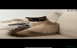 Ragdoll cats for sale: Ready now ✨ Two remaining pure ragdoll kittens - Image 8