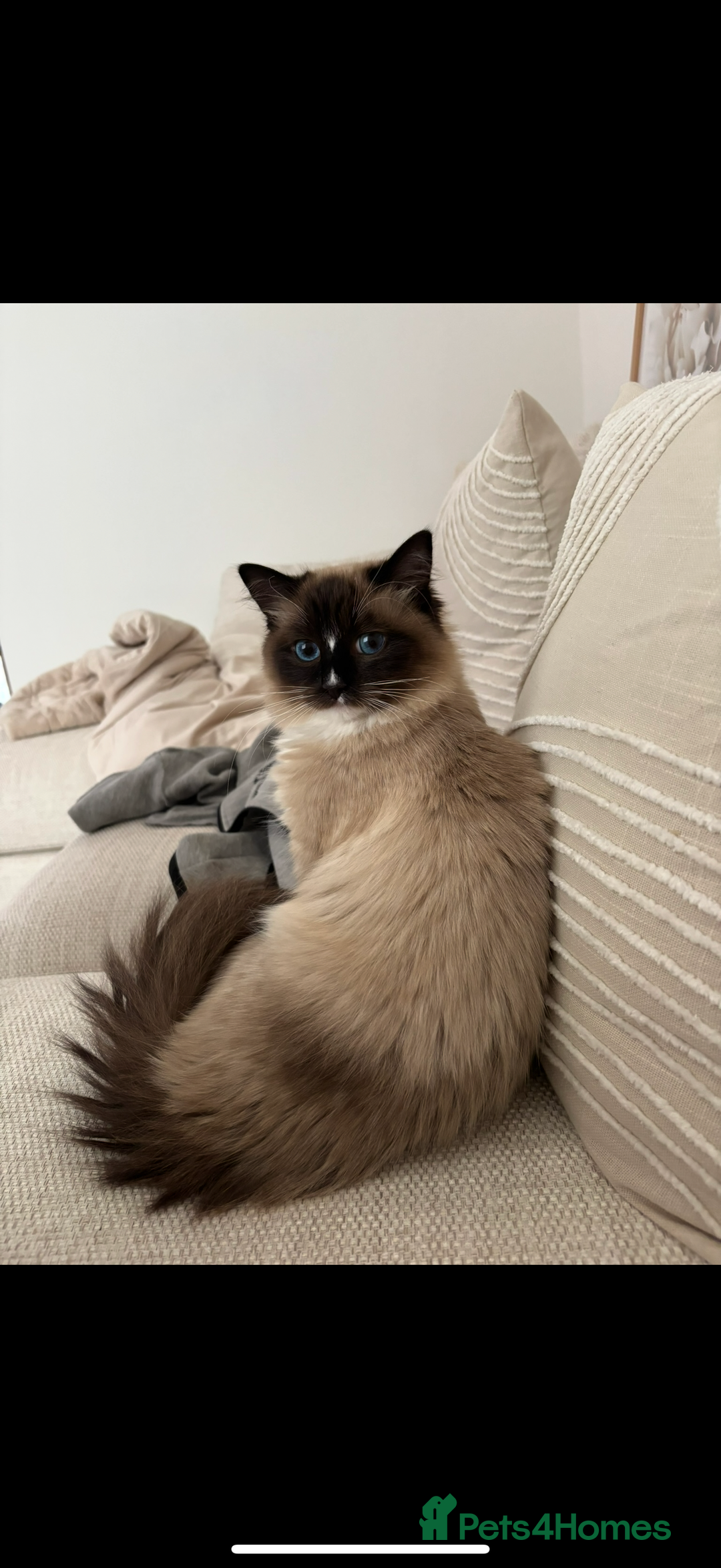 Ragdoll cats for sale: Ready now ✨ Two remaining pure ragdoll kittens - Image 8