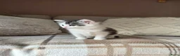 Mixed Breed cats for sale: Mixed breed fluffy mid-long fur kittens for sale - Advert 3