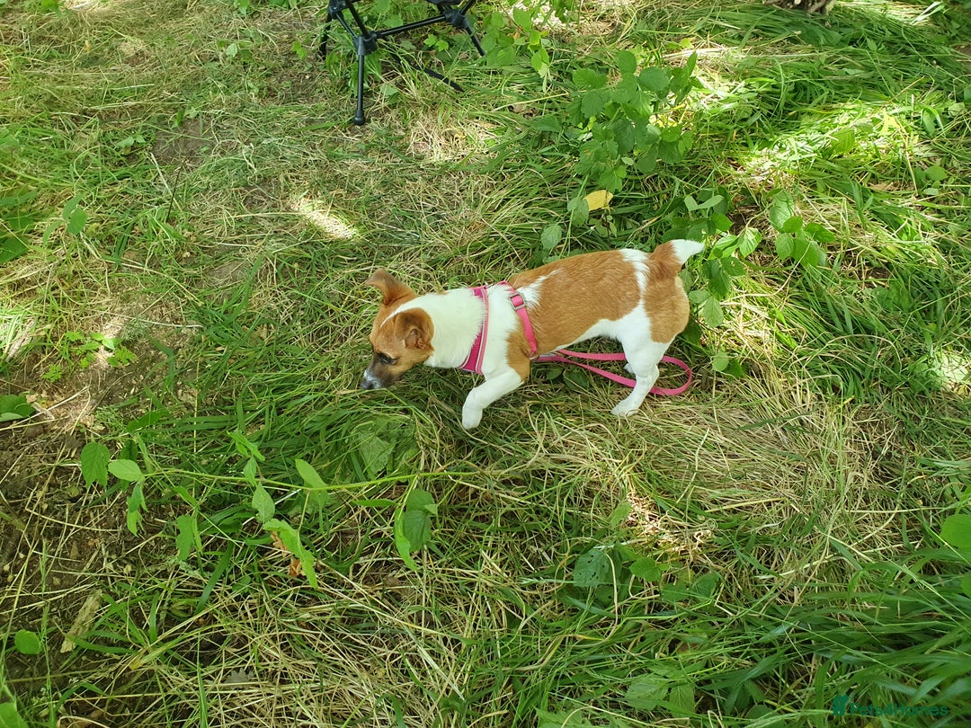 Jack Russell dogs for sale: Mini jack Russell girl needs new loving home - Advert 5