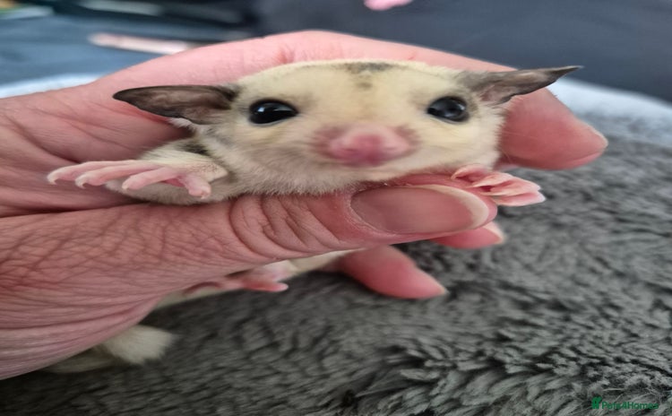 Sugar Glider rodents - Advert 12