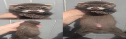Ferret rodents for sale: 2 semi angora hob kits  in Leeds - Advert 1