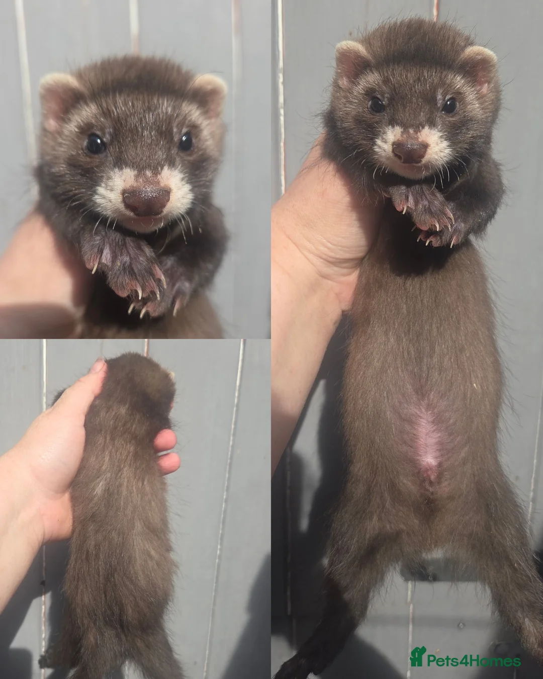 Ferret rodents for sale: 2 semi angora hob kits  in Leeds - Advert 1