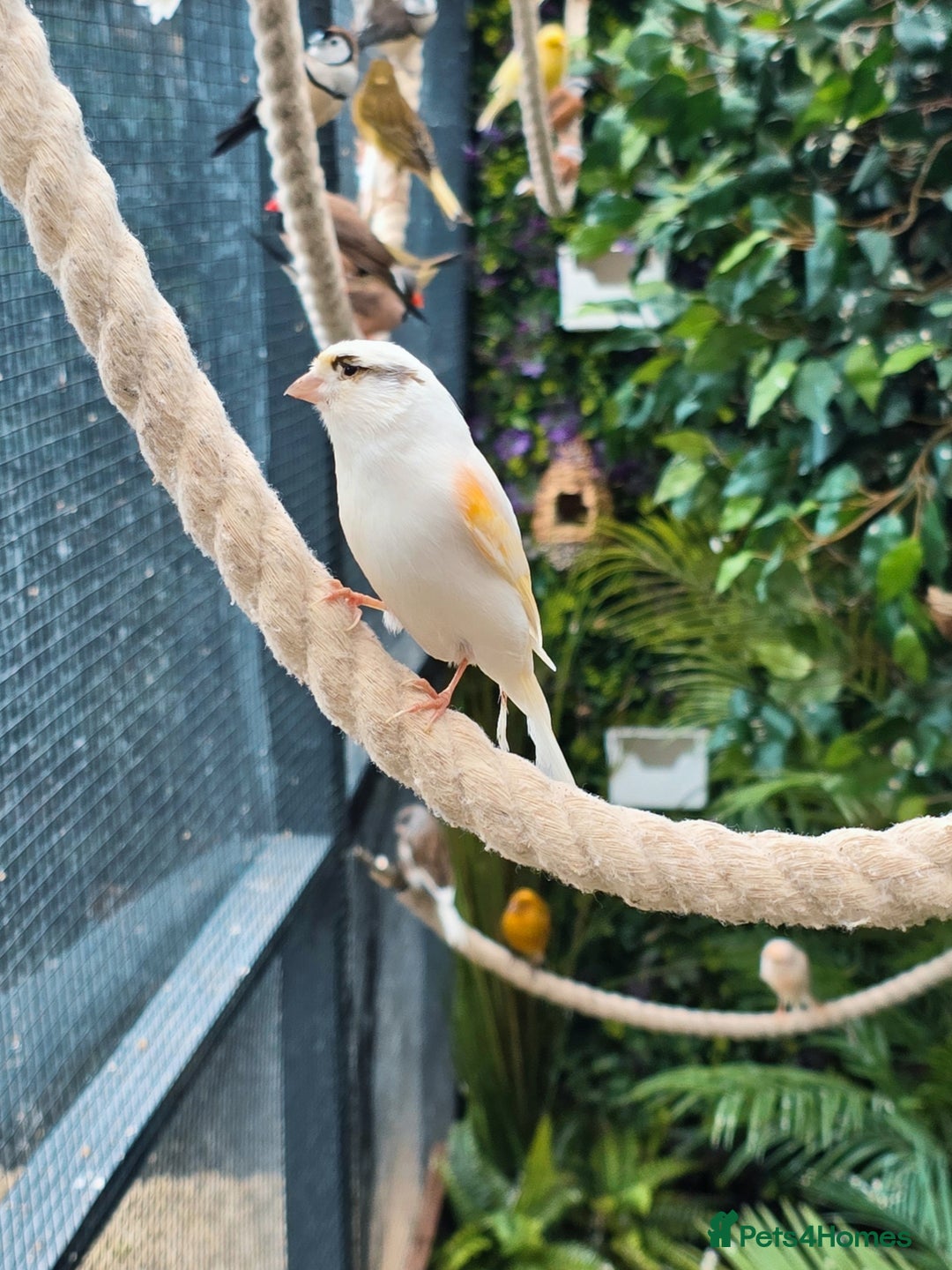 Mixed Breed birds for sale: Outdoor Aviary Birds - Finches & Canaries - Advert 8