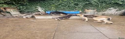 German Shepherd dogs for sale: German shepherd's  - Advert 5