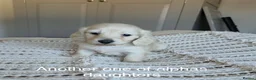 Miniature Dachshund dogs for stud: Perfect cream long haired miniature dachshund stud - Advert 10