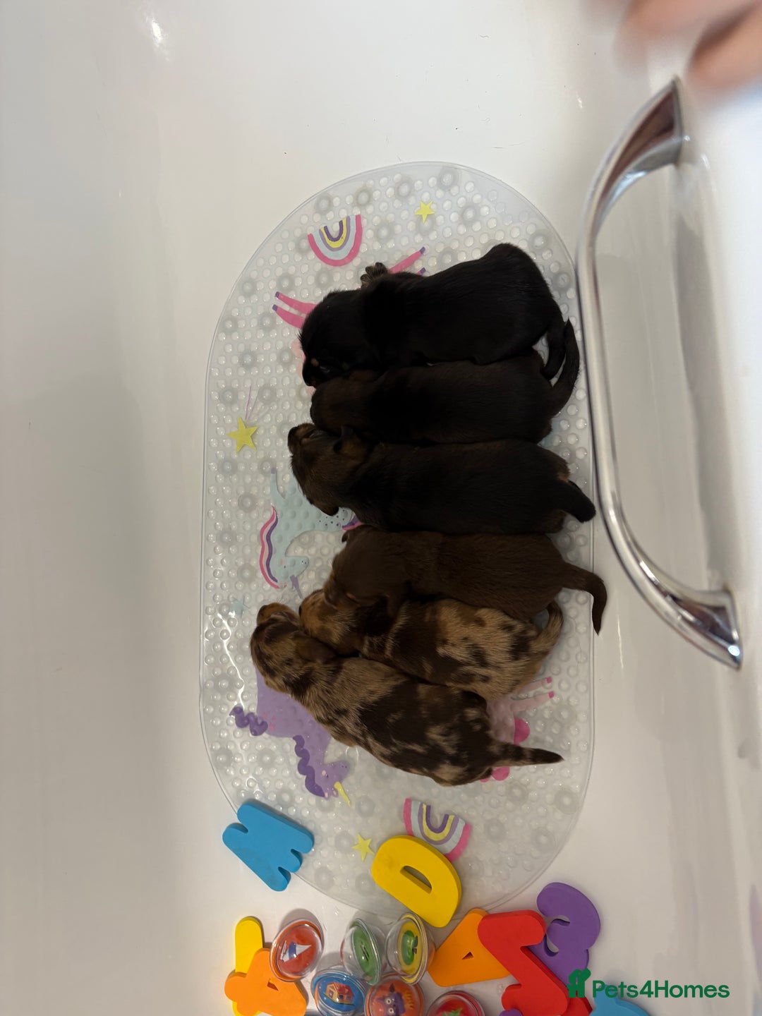 Mixed Breed dogs for sale: Dorkie puppies - Image 22