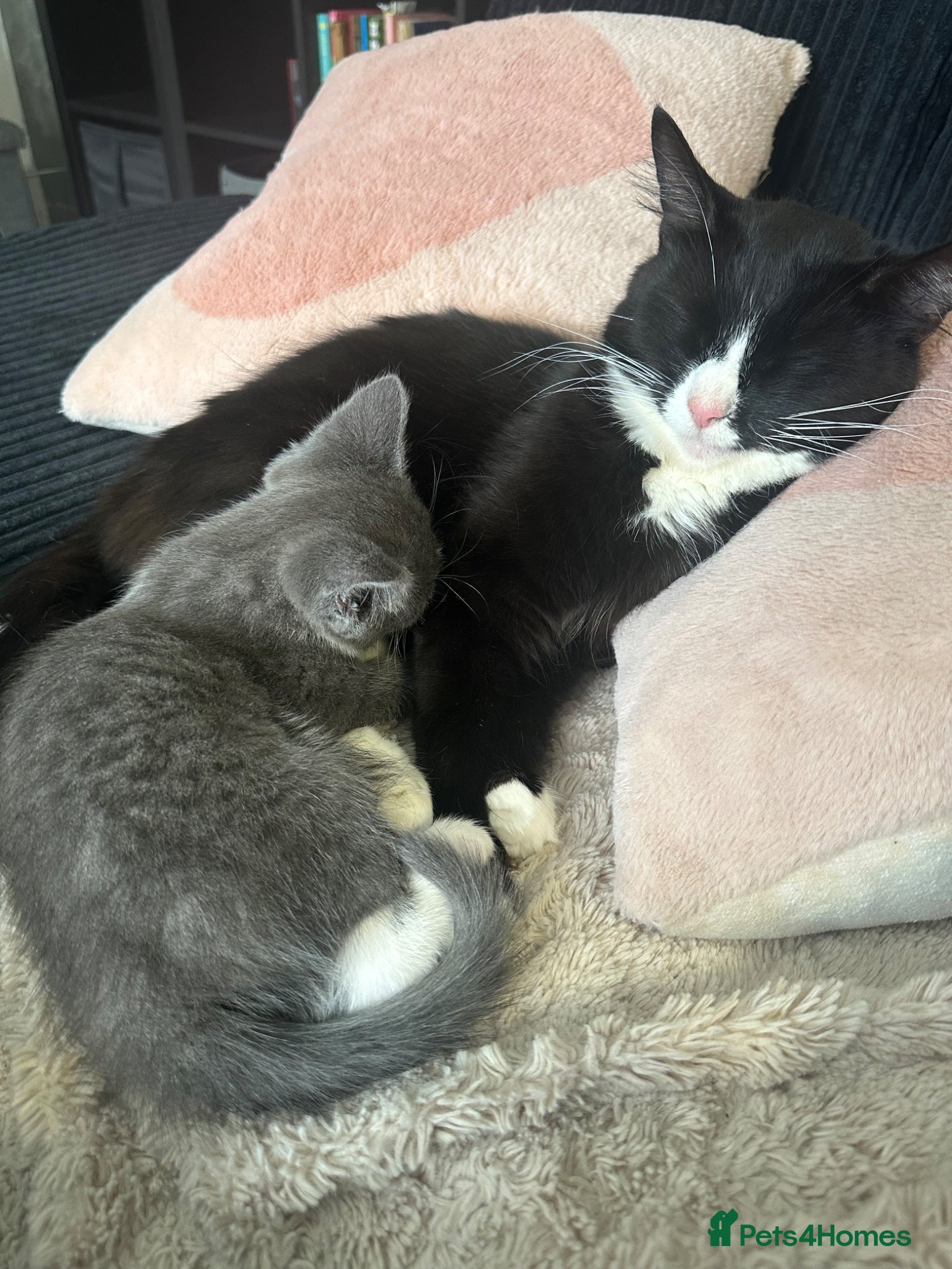 Mixed Breed cats Kittens  - Advert 4