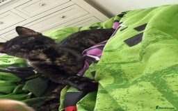 Mixed Breed cats for sale: The most beautiful kittens  in Wotton-under-Edge - Image 2