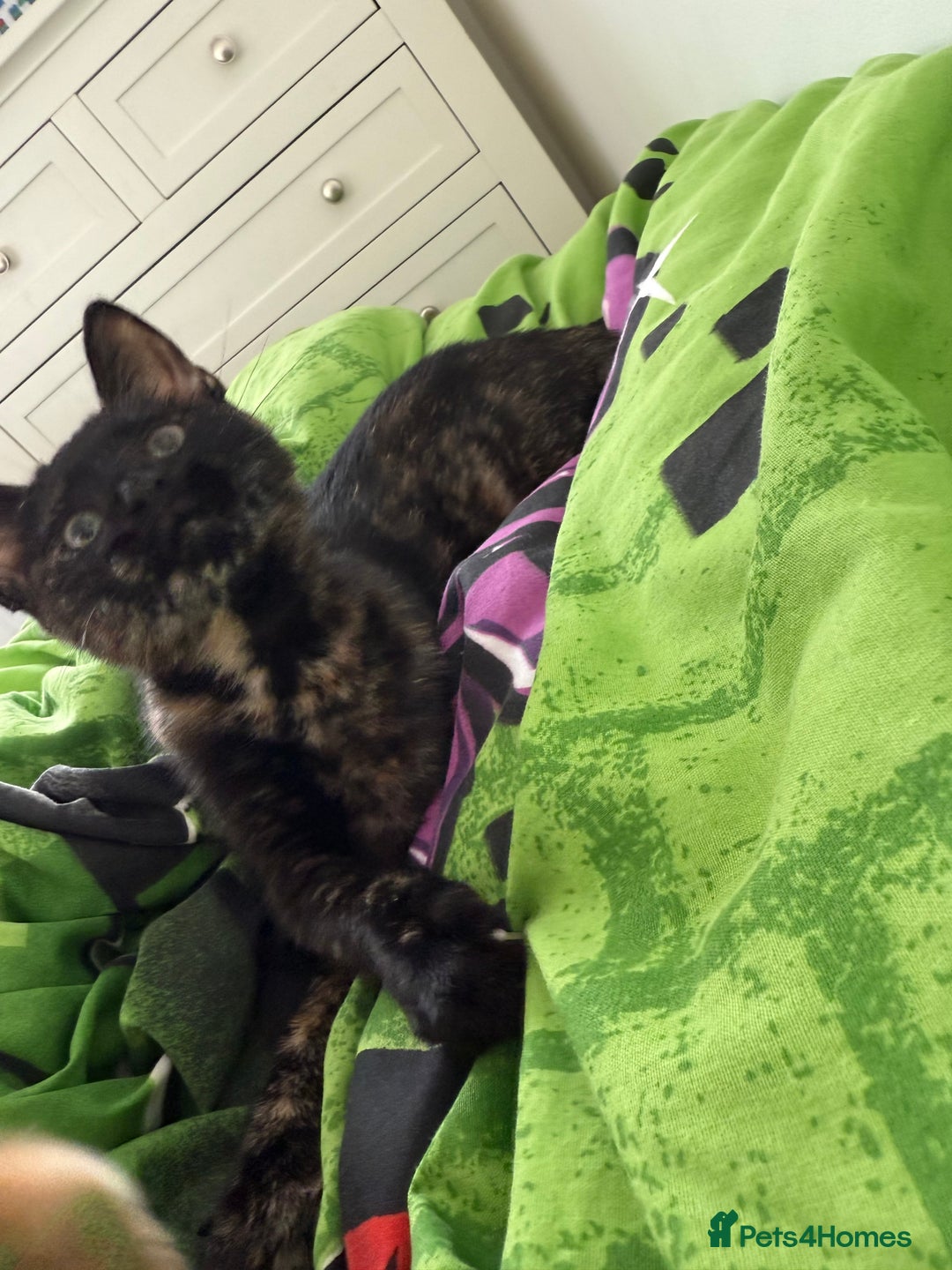 Mixed Breed cats for sale: The most beautiful kittens  in Wotton-under-Edge - Image 2