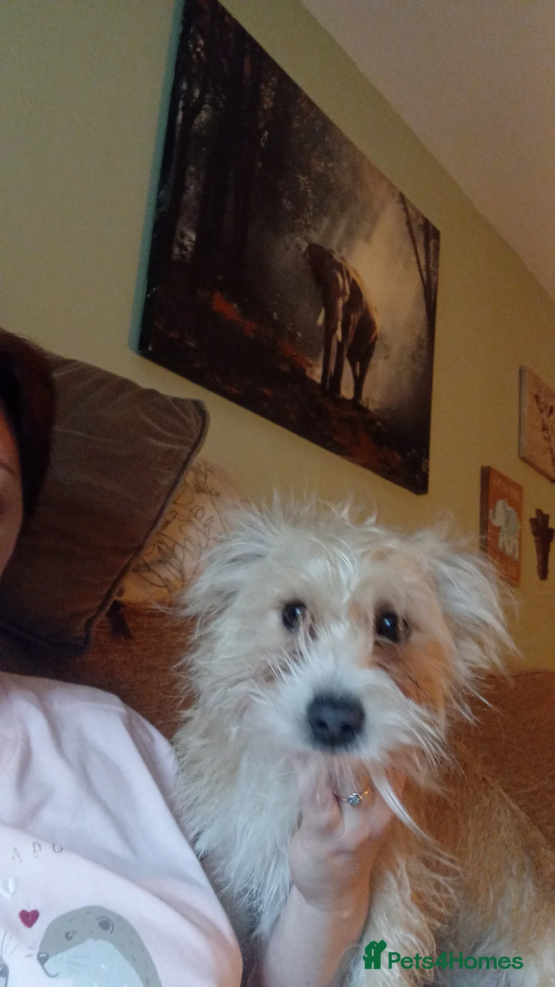 Mixed Breed dogs for sale: Beautiful little spud needs a loving home    - Advert 3