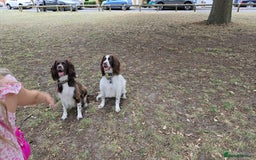 English Springer Spaniel dogs for sale: Stunning Pedigree Registered Pups - Image 16