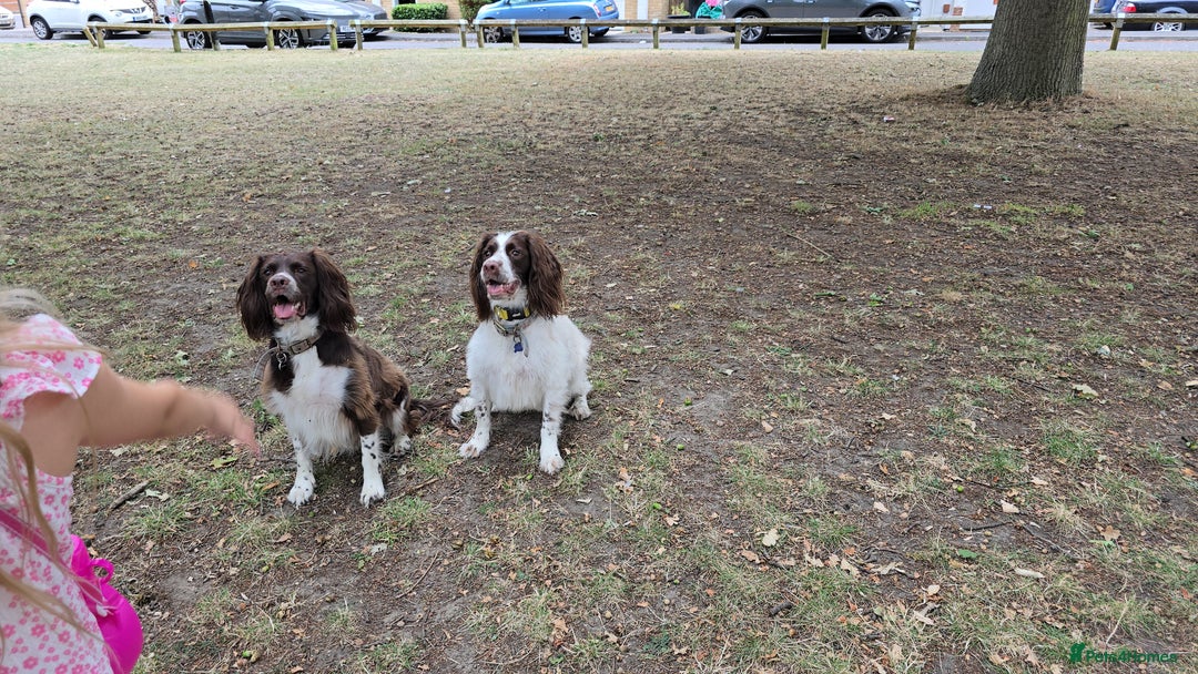 English Springer Spaniel dogs for sale: Stunning Pedigree Registered Pups - Image 16