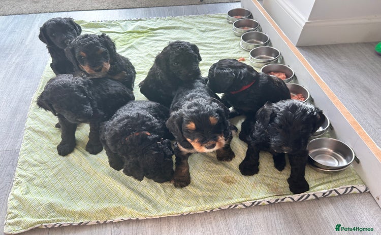 Bernedoodle dogs F1B Bernedoodle Puppies - Advert 2