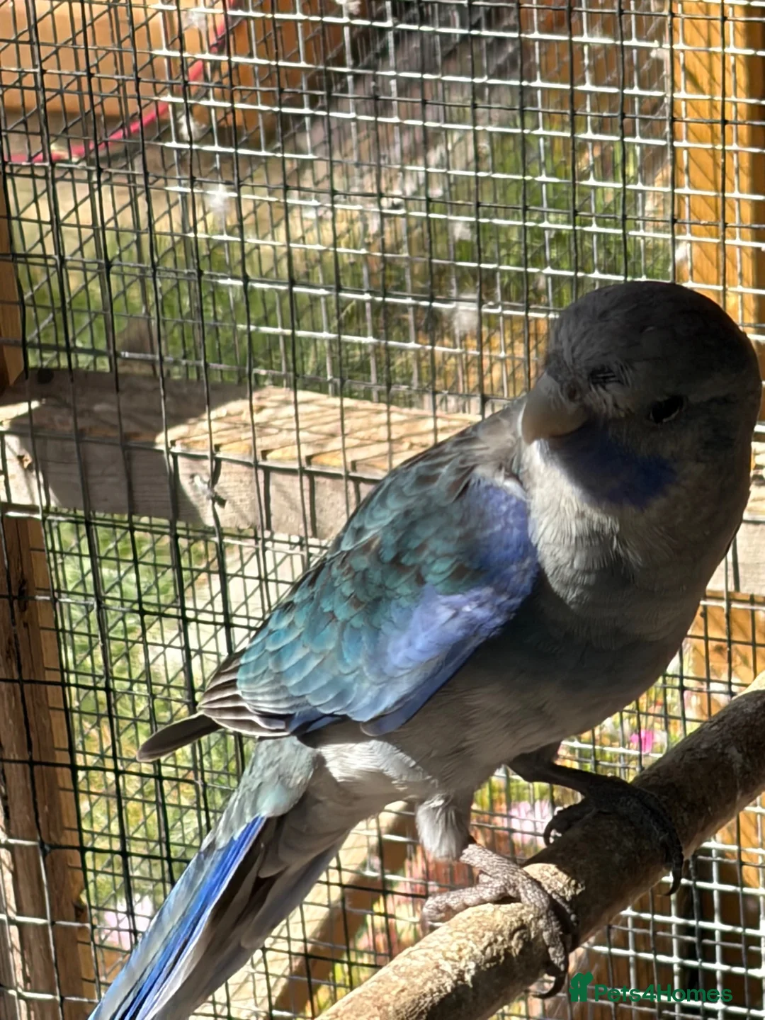 Parakeets birds for sale: Young pennants for sale - Advert 2