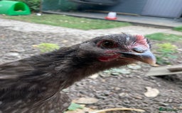 Chickens poultry for sale: Chocolate Orpington - Image 2