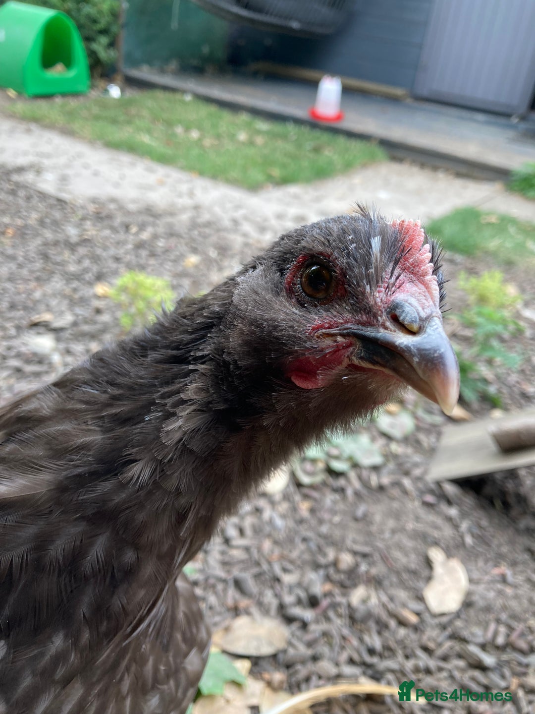 Chickens poultry for sale: Chocolate Orpington - Image 2
