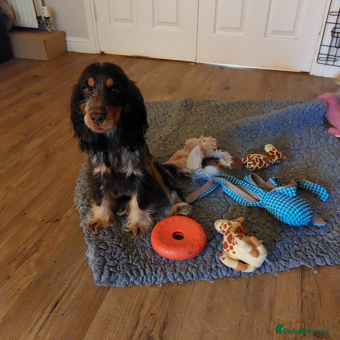 Cocker Spaniel dogs for sale: Beautiful kc registered show cocker spaniel - Advert 6