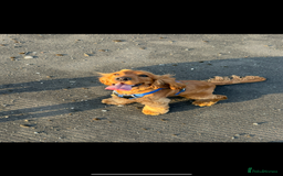 Cocker Spaniel dogs for sale: Cocker spaniel for rehoming  - Image 1