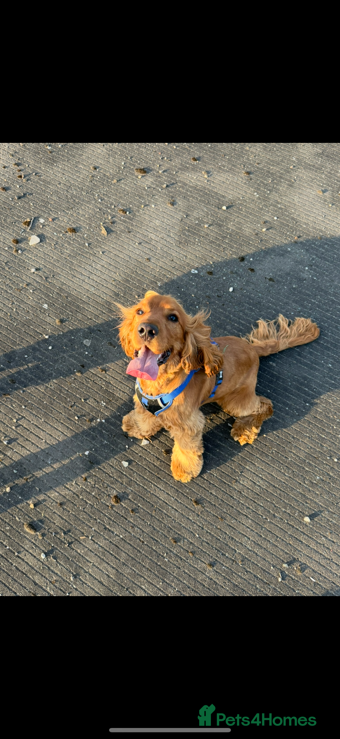 Cocker Spaniel dogs for sale: Cocker spaniel for rehoming  - Image 1