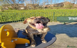 Presa Canario dogs for stud: Gwauro - Pressa X Dutch Herder - Image 3
