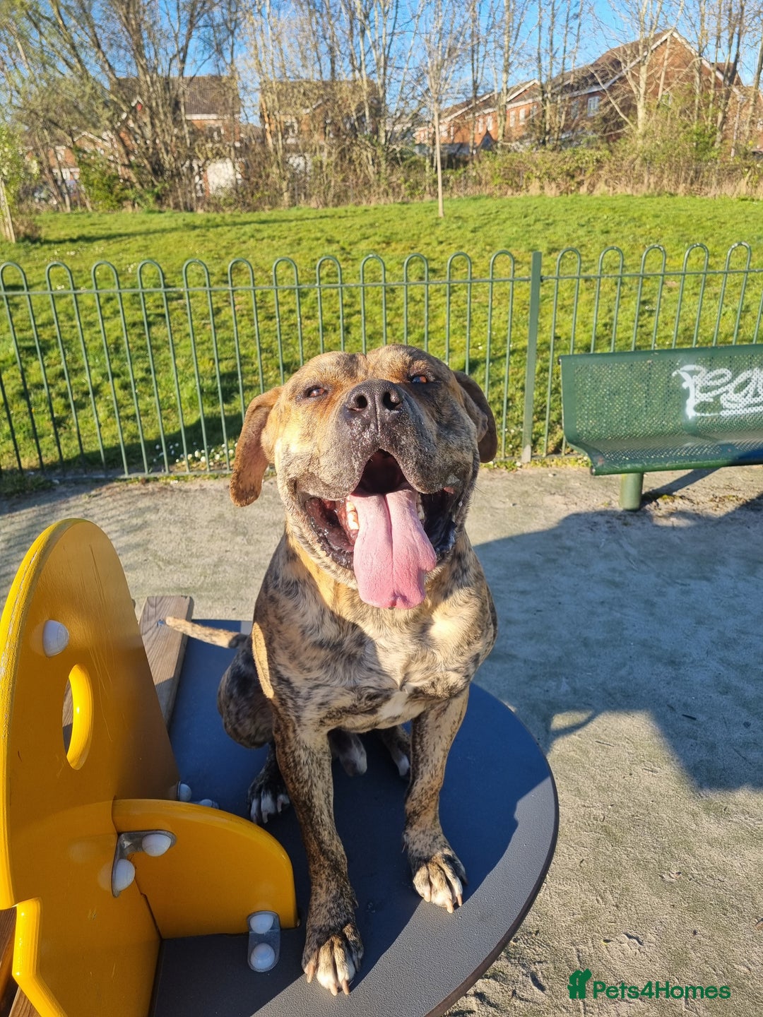 Presa Canario dogs for stud: Gwauro - Pressa X Dutch Herder - Image 3
