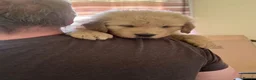 Golden Retriever dogs for sale: 🐾 Golden Retriever Puppies – Raised with Love 🐾 - Advert 25