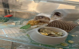 Hamster rodents for sale: Dwarf Hamster - Advert 1