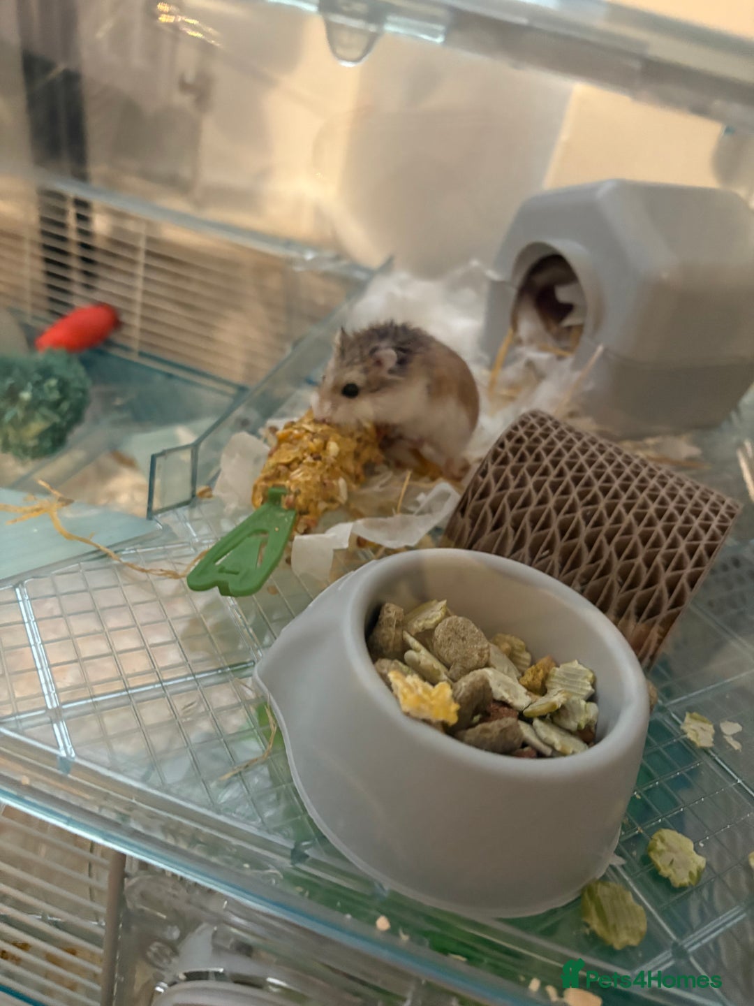 Hamster rodents for sale: Dwarf Hamster - Advert 1