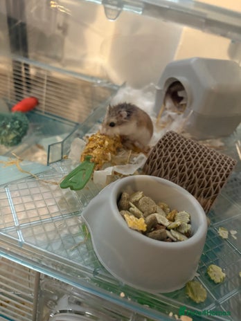 Hamster rodents Dwarf Hamster - Advert 1