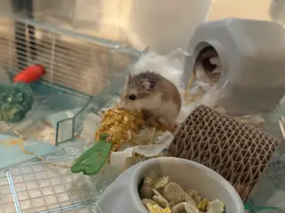 Hamster rodents Dwarf Hamster - Advert 4