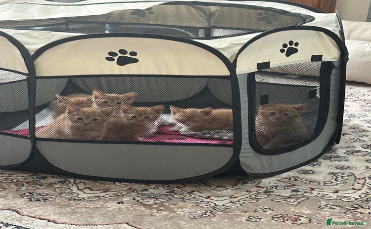 Domestic Shorthair cats - Advert 15