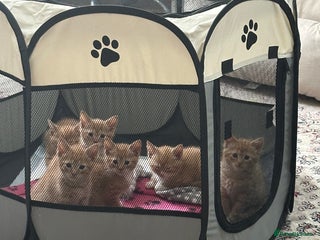 Domestic Shorthair cats - Advert 9