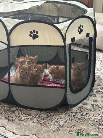 Domestic Shorthair cats - Advert 16