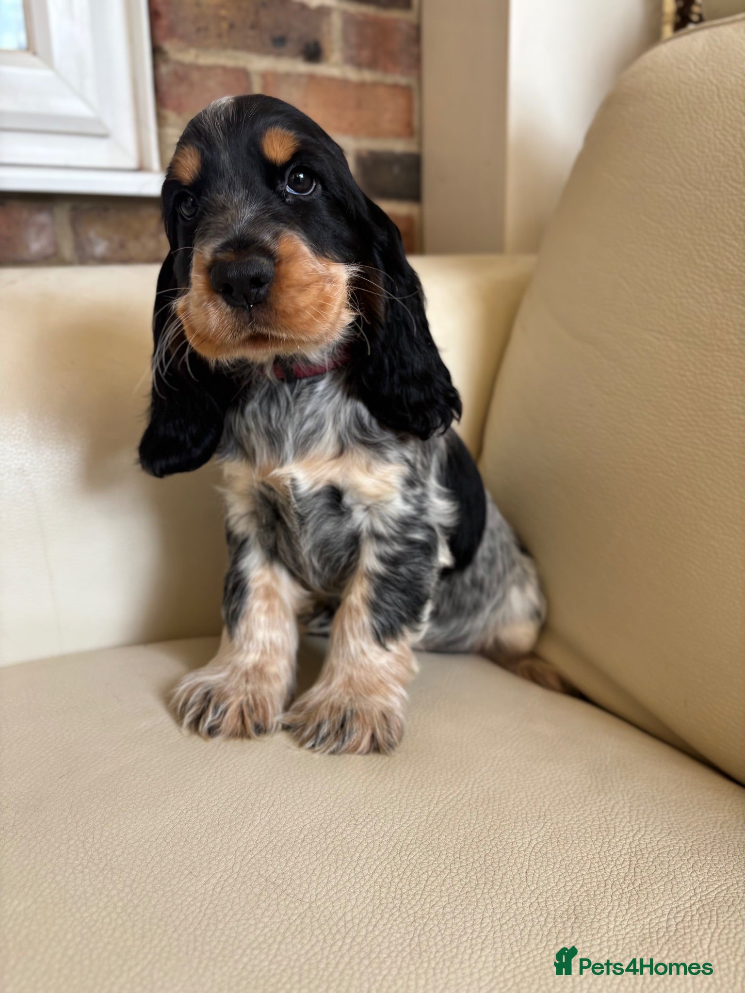 Cocker Spaniel dogs health tested KC English cocker spaniel  - Advert 18