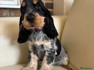 Cocker Spaniel dogs health tested KC English cocker spaniel - Advert 18