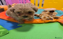 Maltipoo dogs for sale: F1 maltipoo's from health tested parents 1 Girl  - Image 3