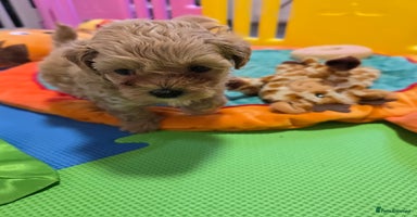 Maltipoo dogs - Advert 14