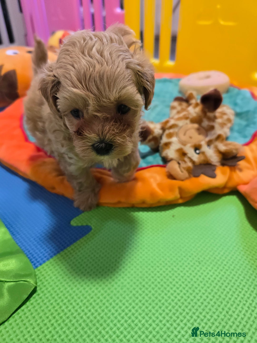 Maltipoo dogs for sale: F1 maltipoo's from health tested parents 1 Girl  - Image 3