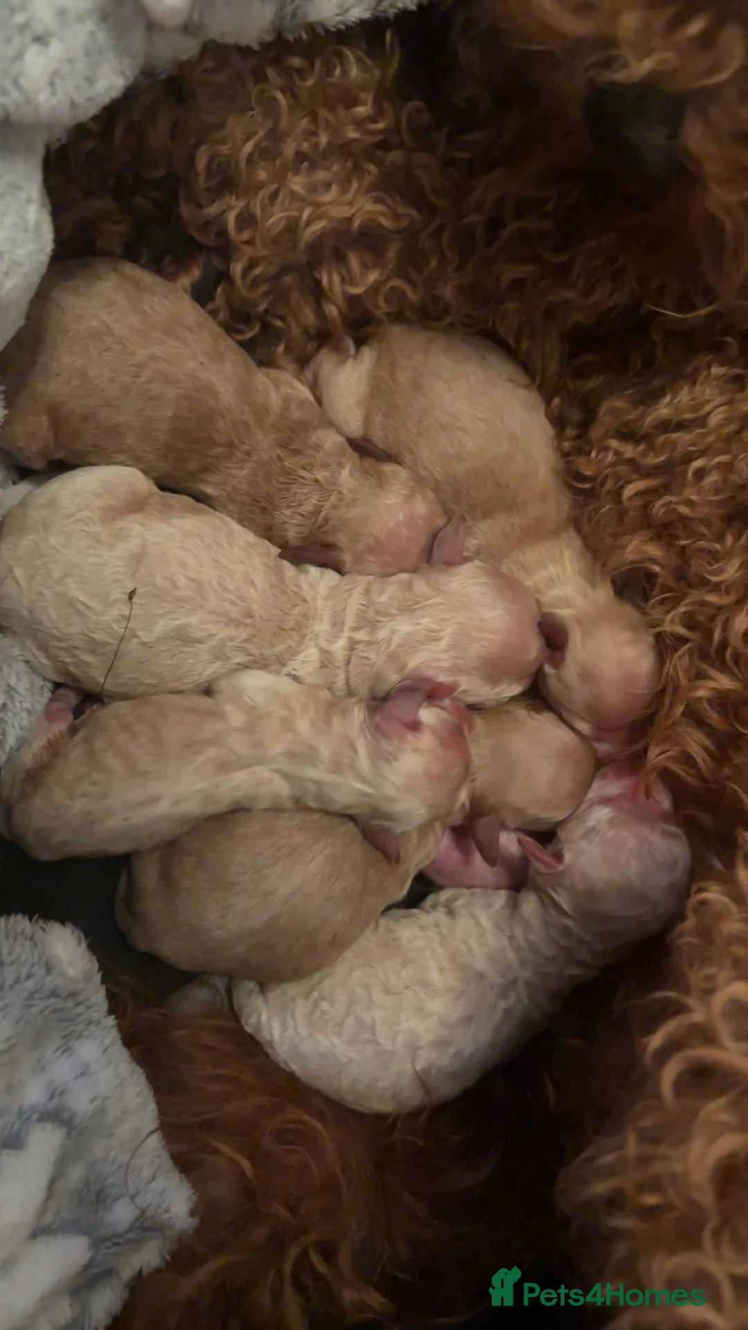 Cockapoo dogs for sale: f2 cockapoo puppies🐶 2 LEFT 1 merle boy - Advert 1
