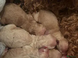 Cockapoo dogs 6 f2 cockapoo puppies for sale 🐶 - Advert 18