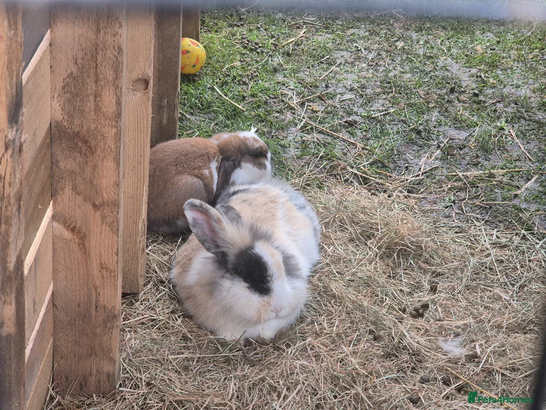 Mixed Breed rabbits for sale: 4 mixed breed bunnys  in Preston - Advert 2