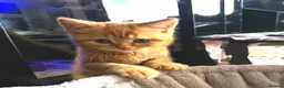 Scottish Fold cats for sale: 🩷Beautiful Scottish Fold/Straight kittens🩷 - Advert 10