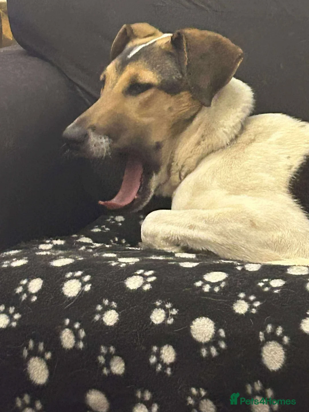 Mixed Breed dogs for adoption: Nora is looking for a loving forever home in Withernsea - Advert 7