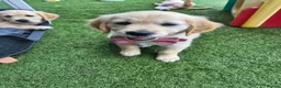 Golden Retriever dogs for sale: Golden Retriever puppies - Advert 34