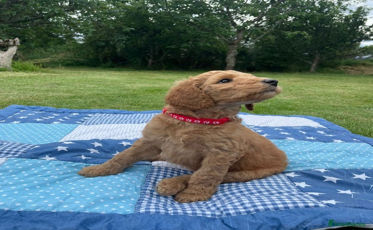 Australian Labradoodle dogs - Advert 2