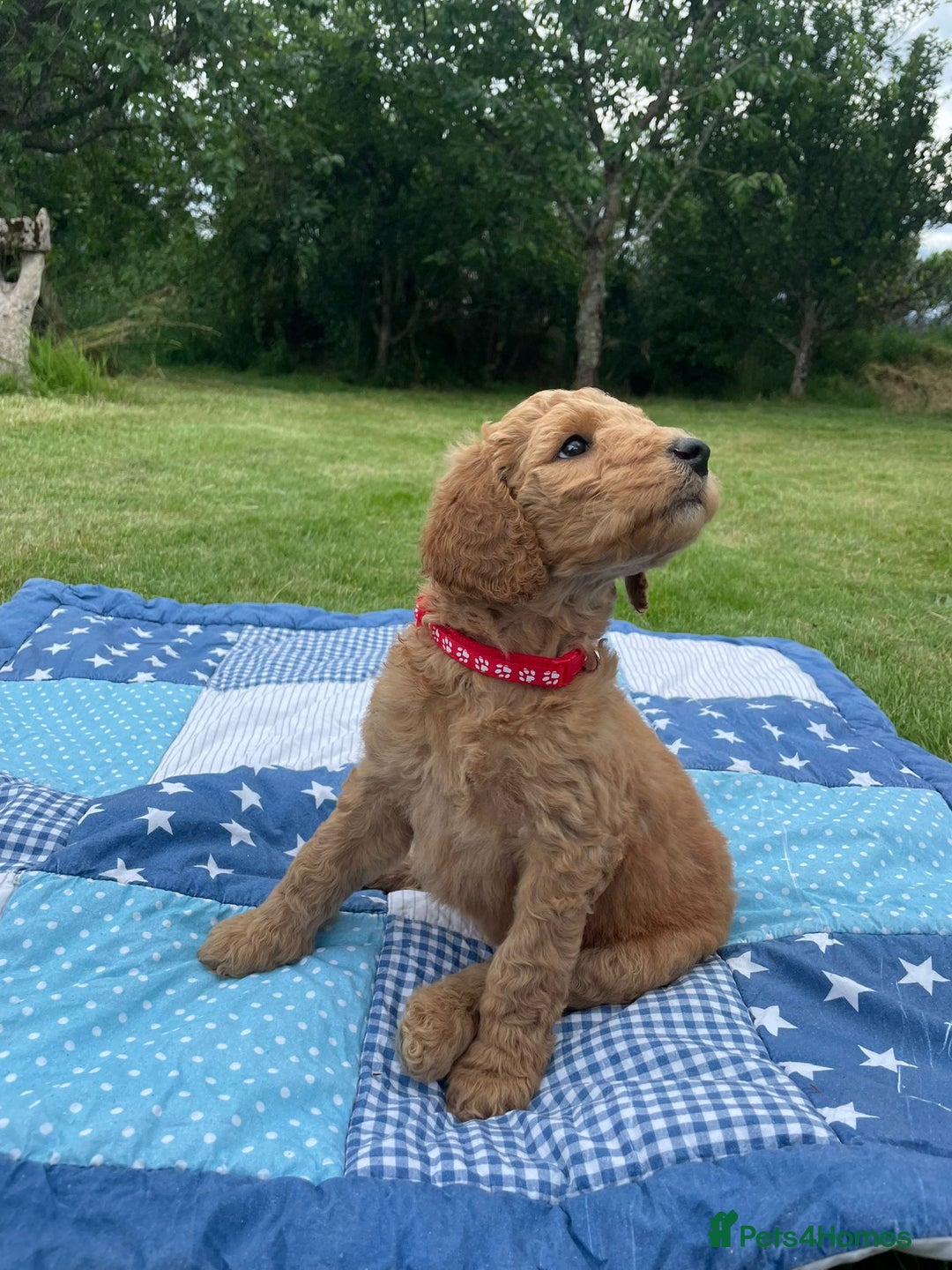 Australian Labradoodle dogs for sale: Australian Labradoodle puppies  - Image 1