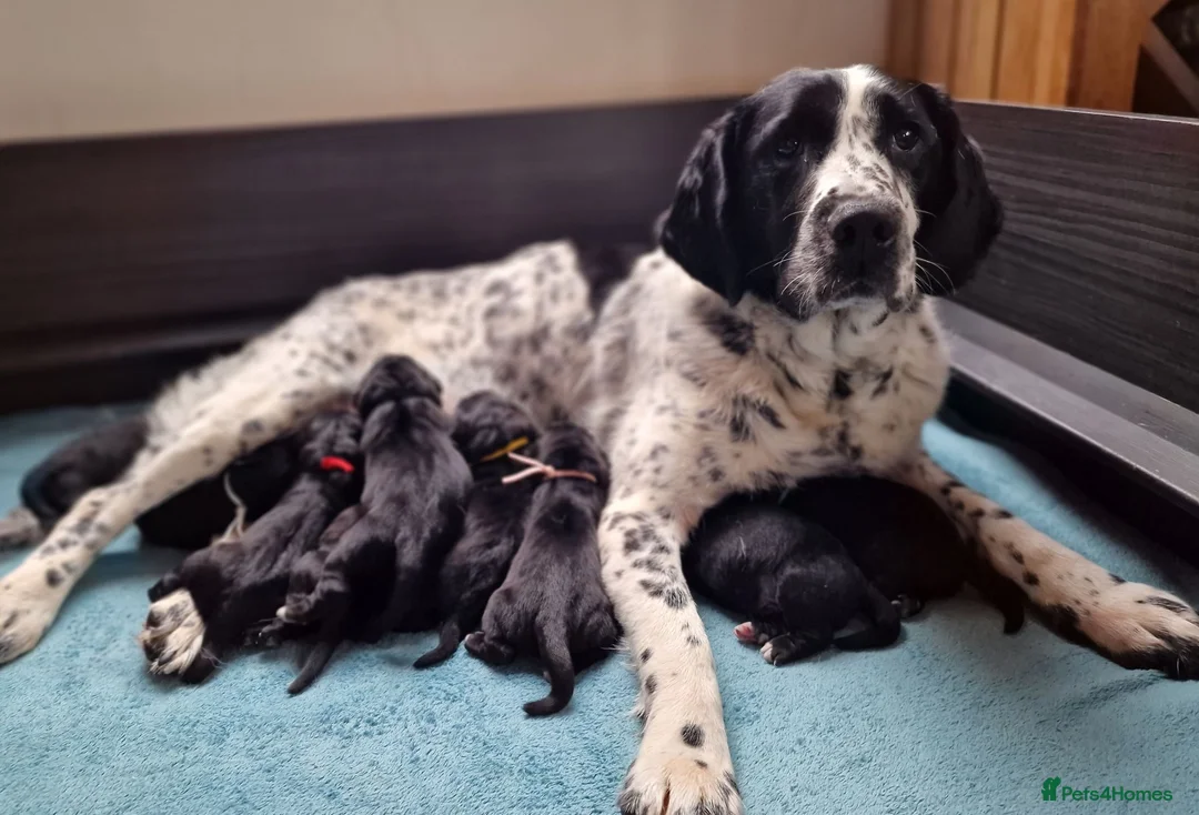 Springador dogs for sale: BEAUTIFUL SPRINGADOR PUPPIES - Advert 34