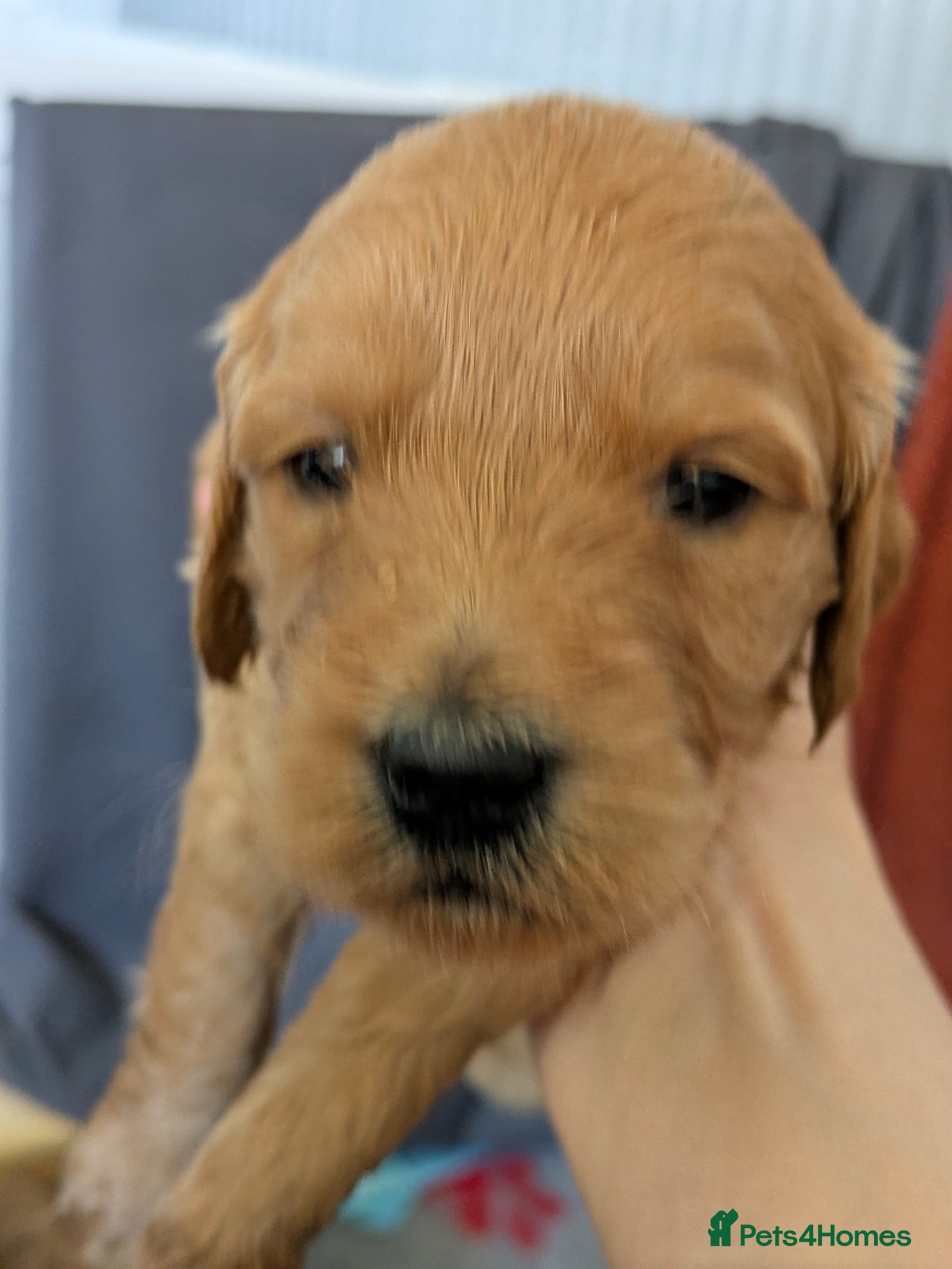 Mini Goldendoodle dogs Stunning Goldendoodles  - Advert 2